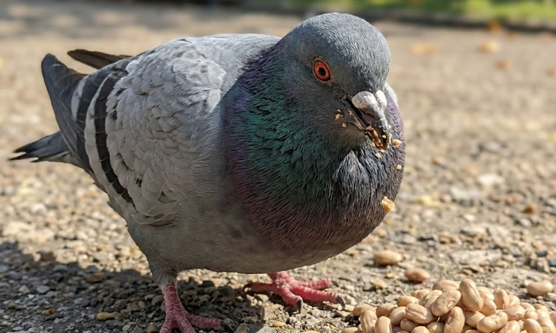 個性的なハト