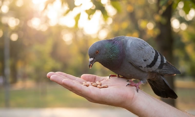 おばあちゃんの手とハト