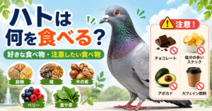 ハトは何を食べる？好きな食べ物・食べてはいけないものを解説