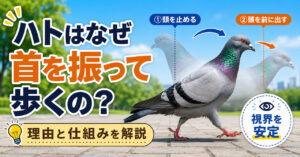 ハトはなぜ首を振って歩くの？理由と仕組みを解説